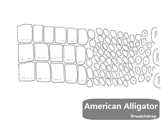 Caimen crocodile vs American alligator leather difference