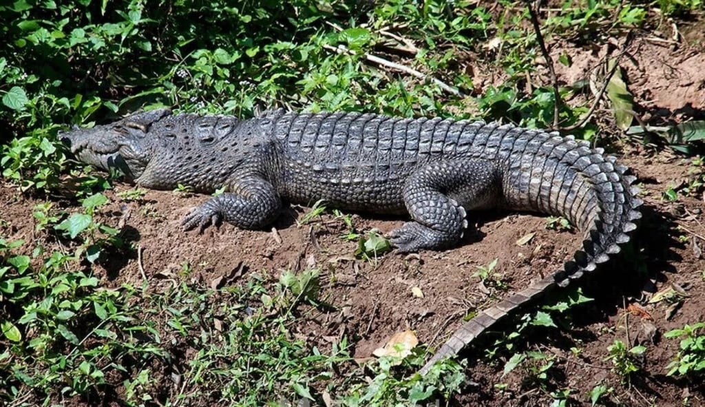 Siamese Crocodile