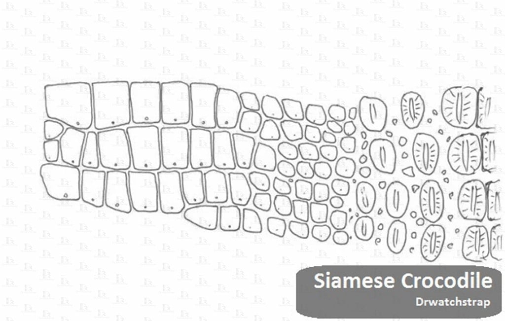 Siamese Crocodile