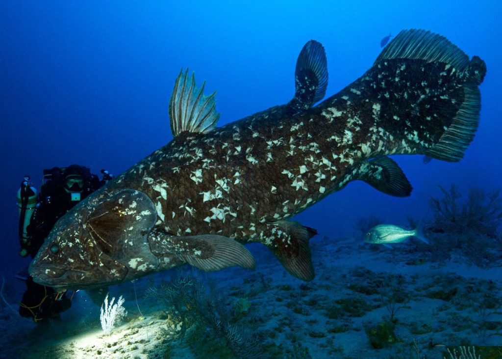 Blancpain coelacanth fish